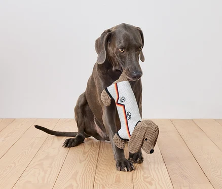 Ein grauer Hund sitzt auf einem Holzboden und hält ein Spielzeug in Form eines Dackels im Maul, das ein Trikot mit der Aufschrift "GER" trägt.