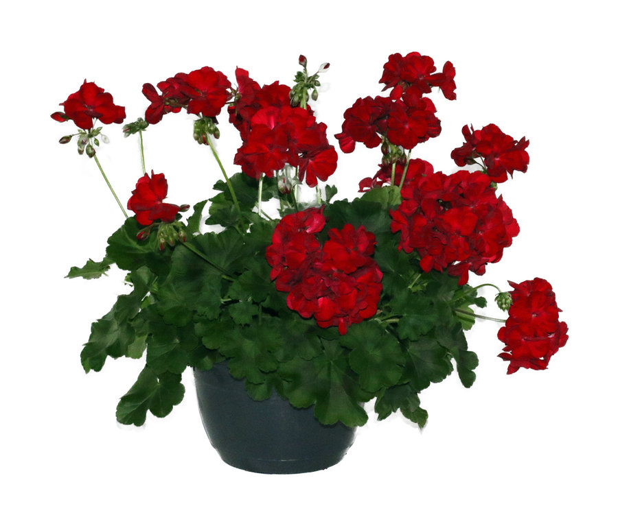 Rote Blumen in einem anthrazitfarbenen Topf. Ampelpflanze, anthrazit.