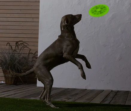 Hund springt, um Hunde-Wurfscheibe zu fangen.