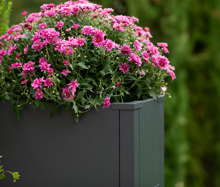 Nahaufnahme von rosa Blumen in einem Pflanzkasten mit Einlegeboden, ca. 77 cm.