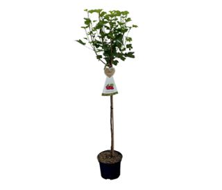 Beerenstamm Johannisbeere