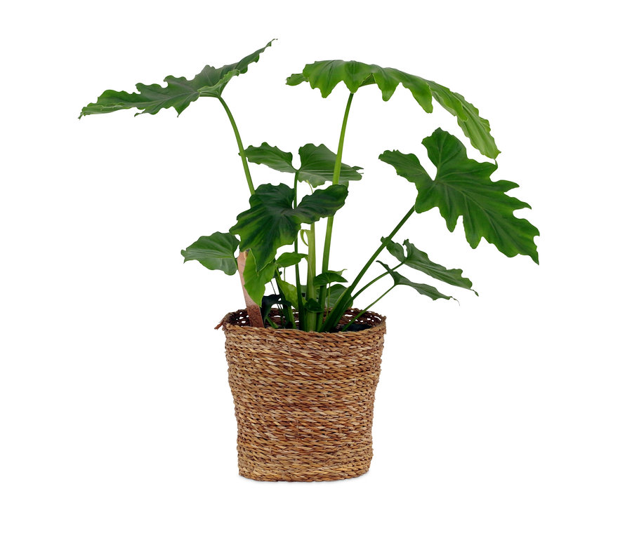 Zimmerpflanze »Philodendron Shangri La« im 17-cm-Topf.