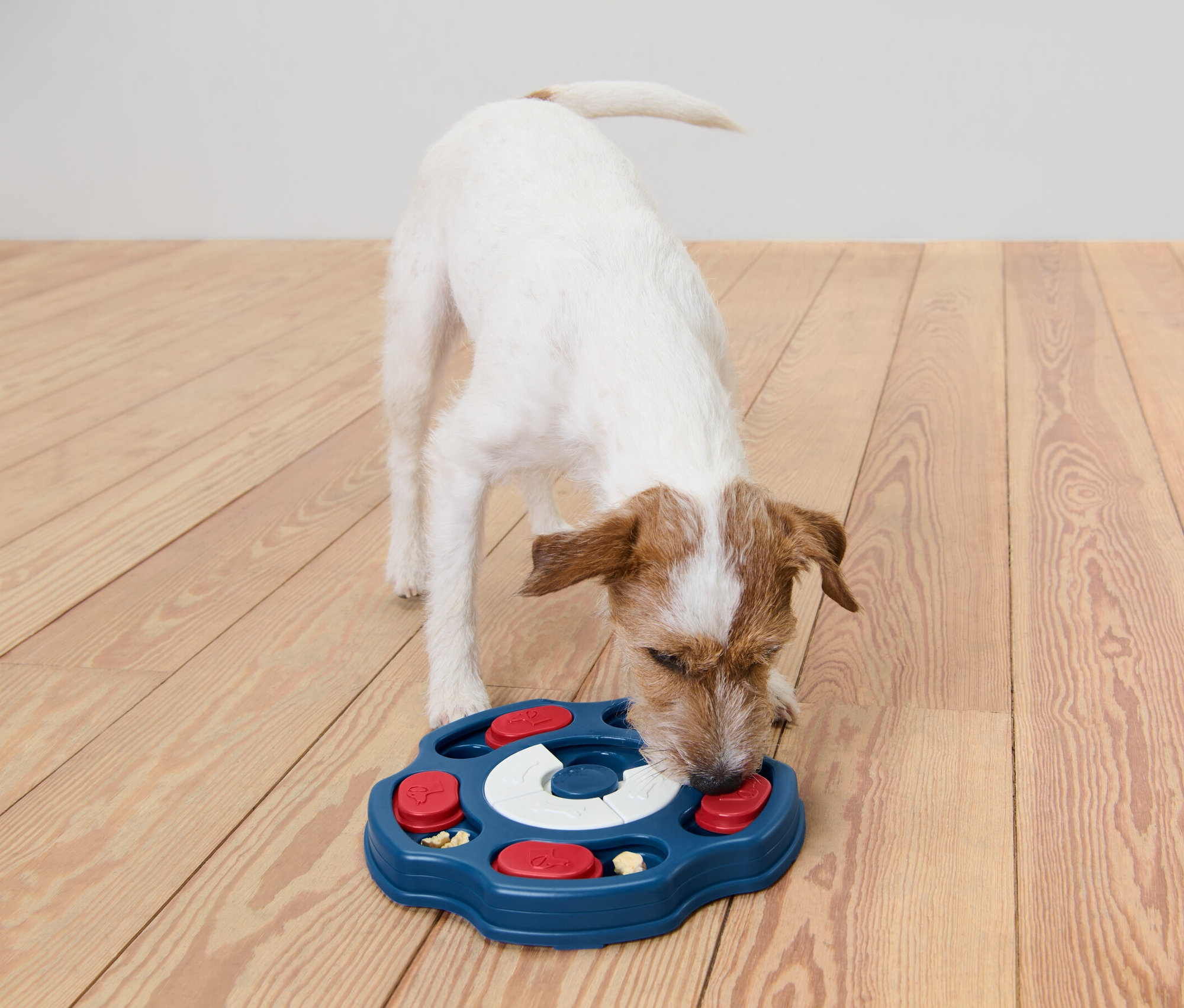 Ein weißer Hund frisst aus einem blauen Hunde-Intelligenzspielzeug auf einem Holzboden.