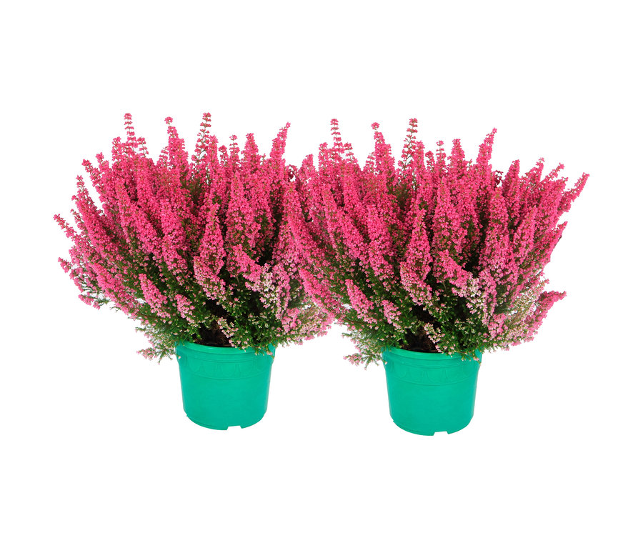 Zwei grüne Töpfe mit rosa Erika Beauty Queen Heidekraut.