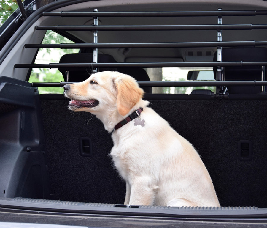 Golden Retriever sitzt im Kofferraum hinter dem dobar Autotrenngitter »Walky barrier«.