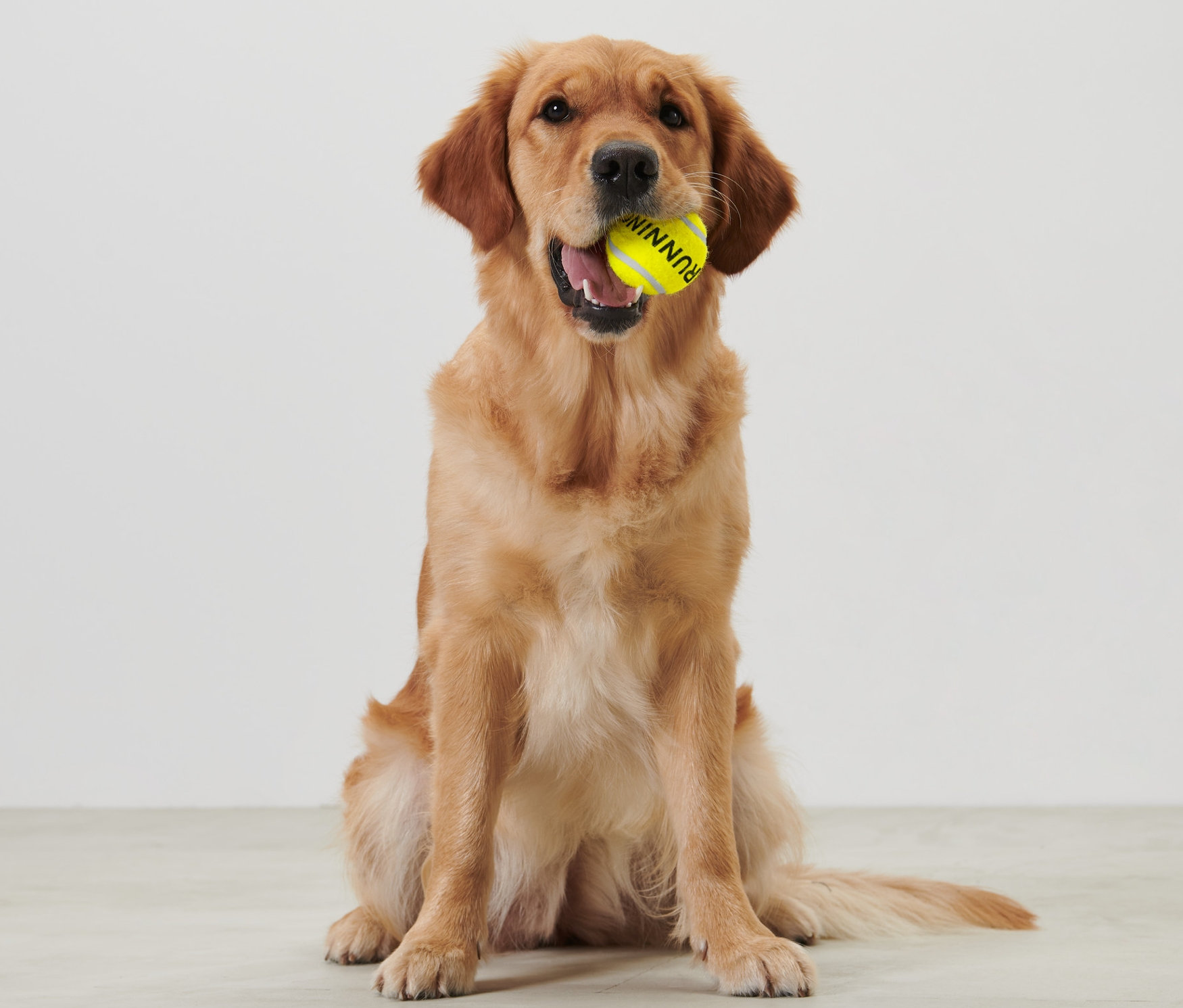 Golden Retriever sitzt und hält einen gelben Ball, Ballschleuder, im Maul.
