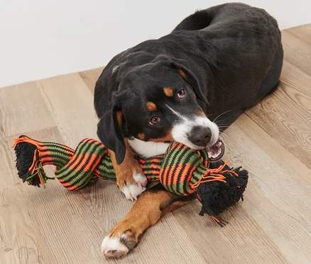 Hund liegt auf dem Boden und kaut auf Hundespielzeug »Tau«.
