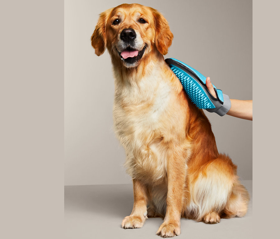 Goldener Retriever sitzt, während eine Hand mit einem Fellpflege-Handschuh sein Fell bürstet.