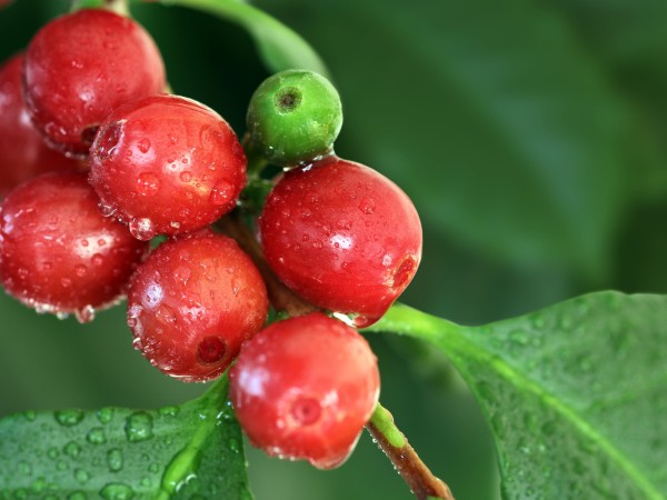 Kaffeekirschen