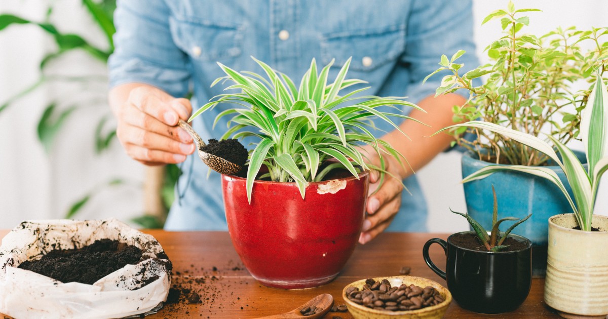 Kaffeesatz als Dnger: So dngt man mit Kaffeesatz | Tchibo