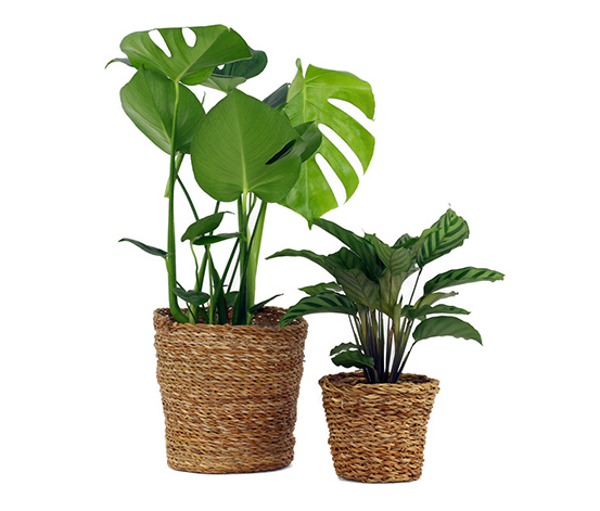 /newmedia/art_img/MAIN-CENSHARE/11eb663d6b5a23dd/2-schinner-zimmerpflanzen-monstera-deliciosa-und-calathea-leopardina-jeweils-im-topf.jpg