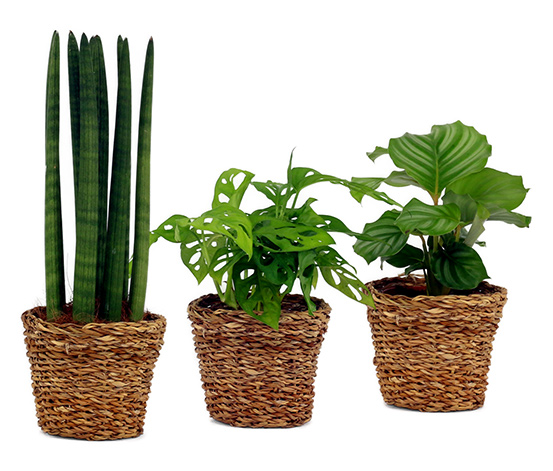 3 Zimmerpflanzen: Marante »Calathea Ortifolia«, Monstera »Monkey Leaf« und Bogenhanf »Sansevieria Cylindrica« – jeweils in 12-cm-Töpfen