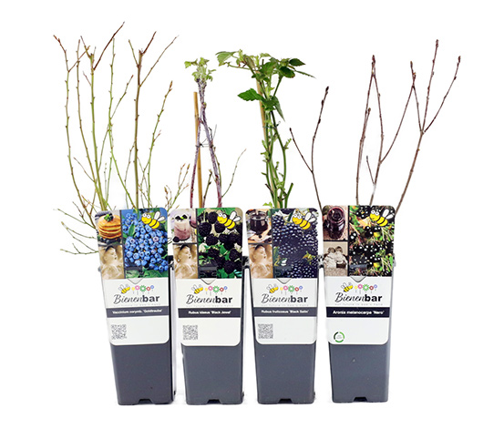 Schwarze Beeren-Pflanzen 4er-Set online bestellen