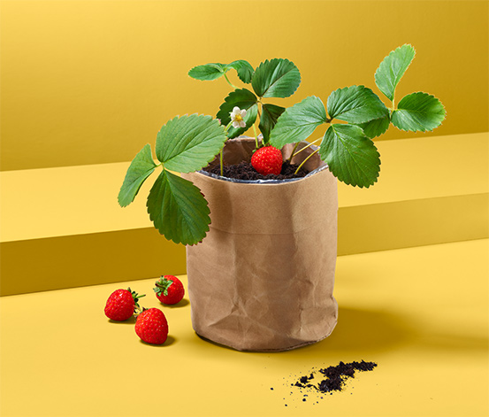 Erdbeer-Saatgut im Papierbeutel online bestellen