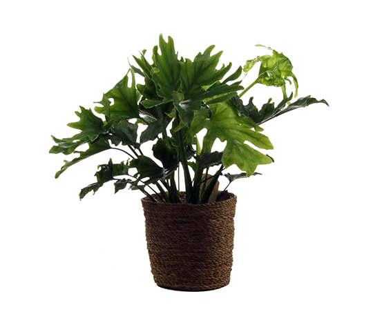 Zimmerpflanze »Philodendrum Hope« mit Topf online bestellen