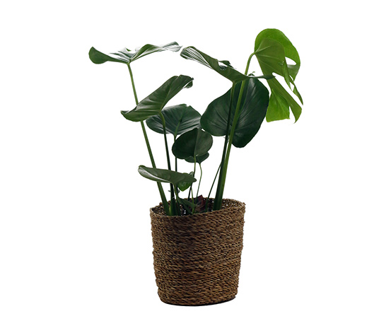 Zimmerpflanze »Monstera« mit Topf online bestellen