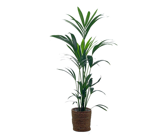 Zimmerpflanze »Areca-Palme« mit Topf online bestellen