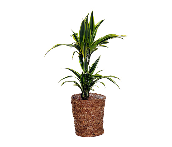 Zimmerpflanze »Dracaena Lemon Lime« mit Topf online bestellen
