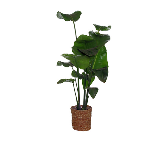 Zimmerpflanze »Strelitzia Nicolai« mit Topf online bestellen