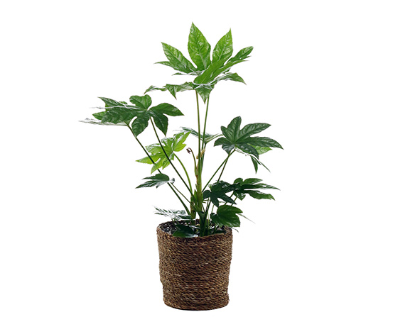 Zimmerpflanze »Fatsia« mit Topf online bestellen QV7215 Zimmerpflanze »Fatsia« mit Topf online bestellen QV7215