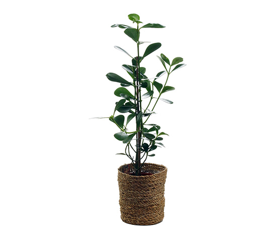 Zimmerpflanze »Clusia Green Magic« mit Topf online bestellen