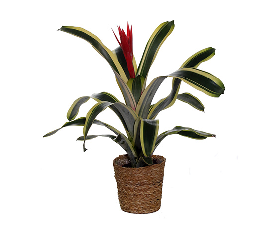 Zimmerpflanze »Aechmea Brazil« mit Topf online bestellen