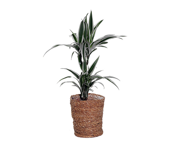 Zimmerpflanze »Dracaena White Stripe« mit Topf online bestellen