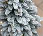 Evergreen LED-Weihnachtsbaum mit Jutetopf, ca. 90 cm
