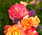 Rose »Firebird«