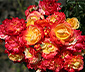 Rose »Firebird«