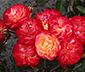 Rose »Firebird«