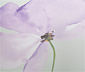 Paravent mit floralem Muster