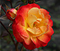 Rose »Firebird«