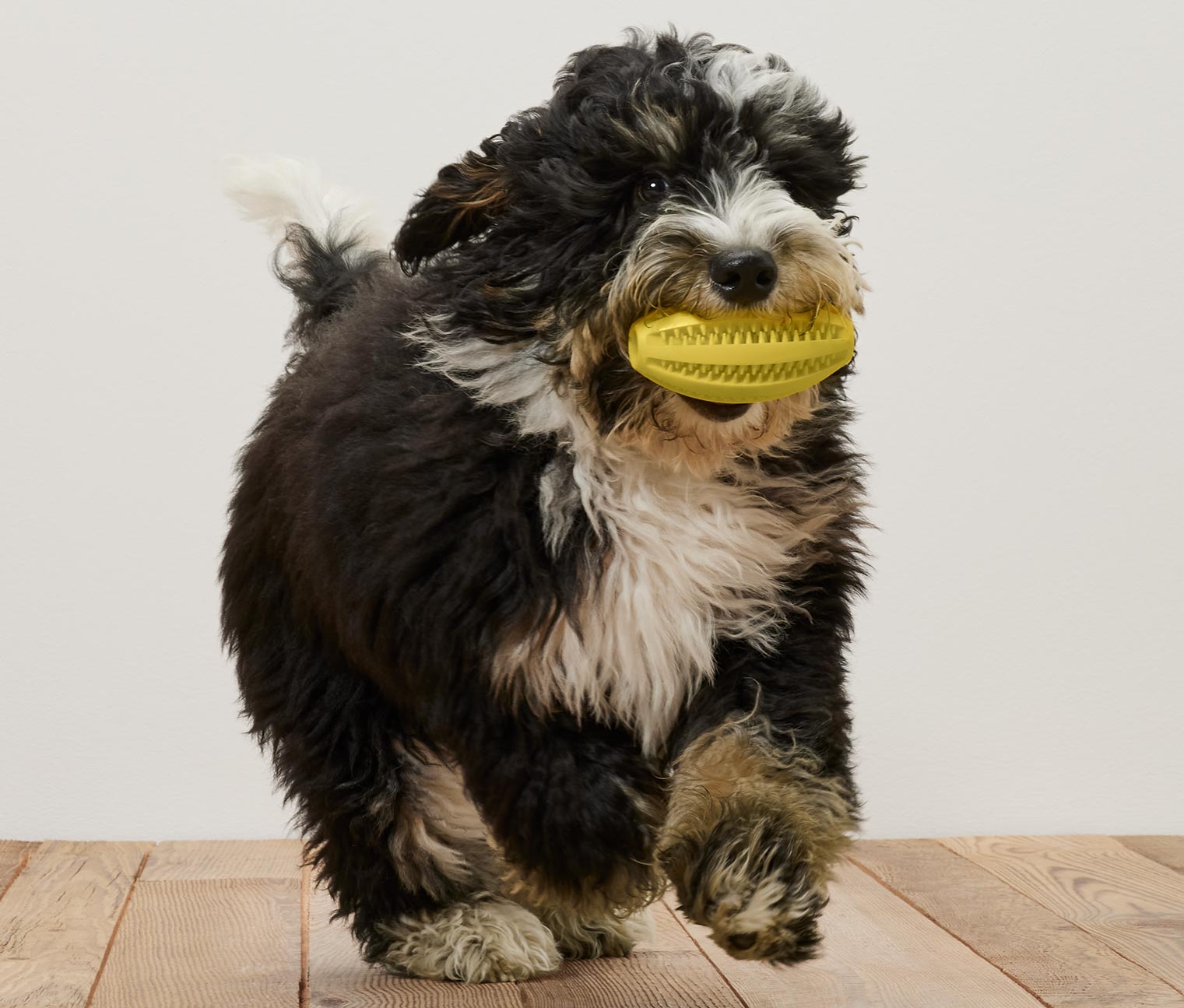 Tchibo - Hunde-Zahnpflege-Ball - gelb