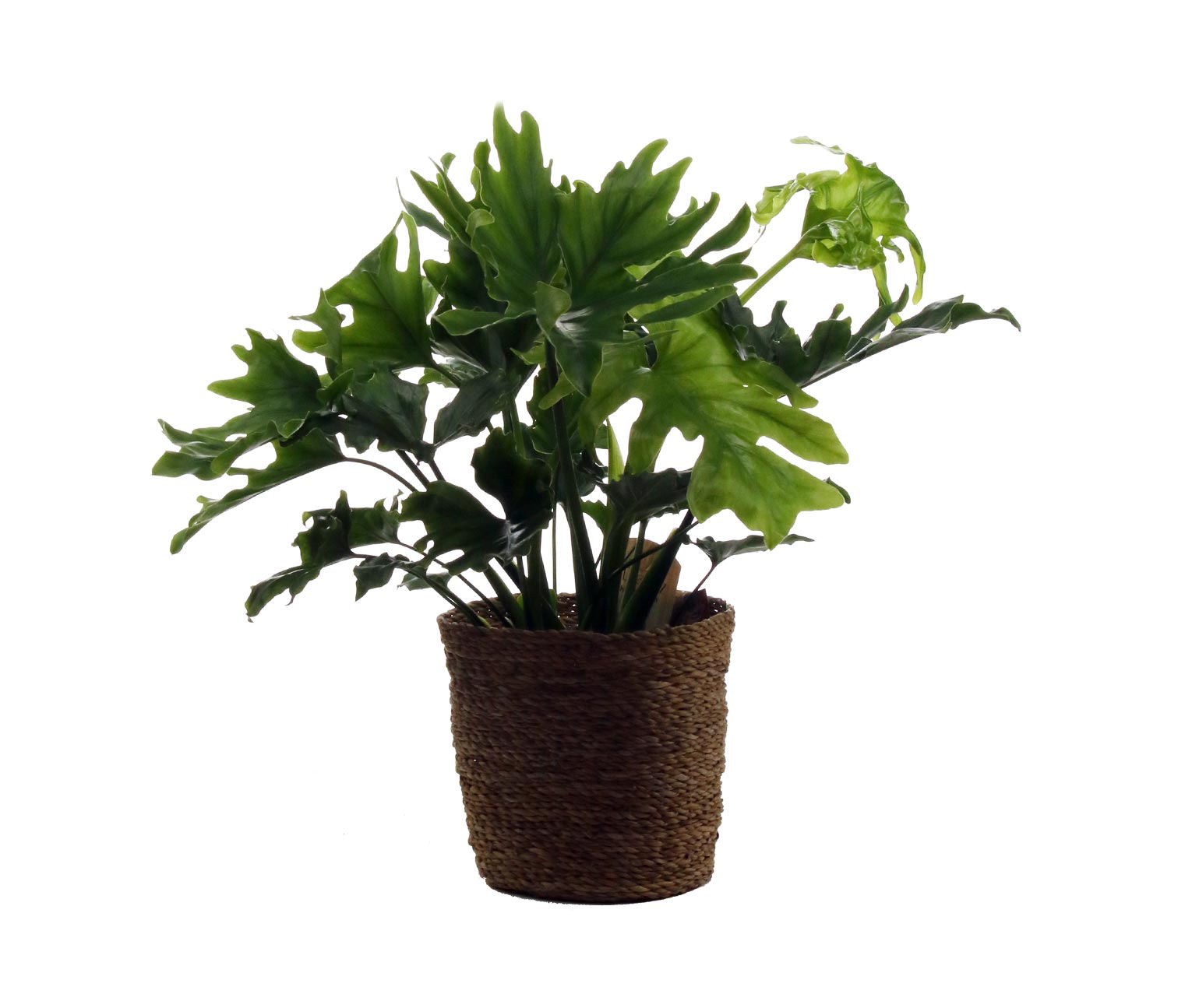 Zimmerpflanze »Philodendrum Hope« mit Topf online bestellen bei Tchibo  673122
