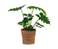 Zimmerpflanze »Philodendron Shangri La« im 17-cm-Topf