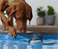Hunde-Wasserspielzeug »Wal«