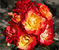 Rose »Firebird«
