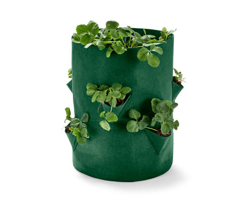 Tchibo - Erdbeeren-Pflanztasche - grün
