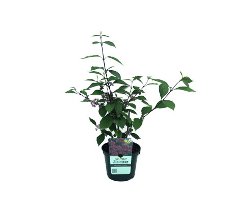 Tchibo - Liebesperlenstrauch - violett