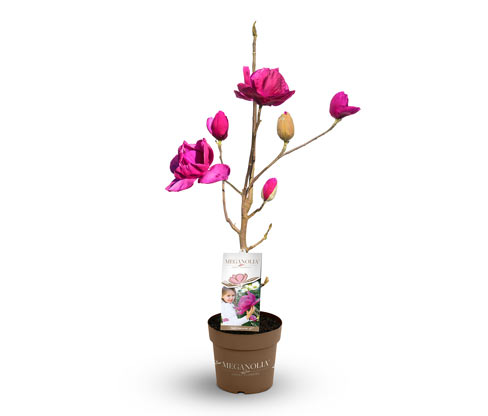 Tchibo - Magnolie »Longblomma« - rosa