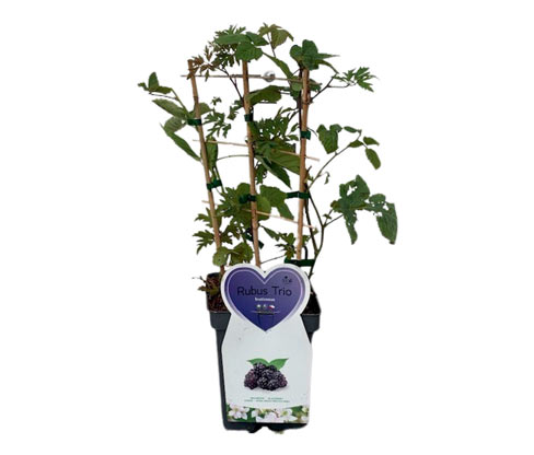 Brombeeren-Trio - schwarz