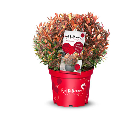 Tchibo - Photinia faseri »Red Ballcon« - dunkelgrün