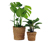 2 Zimmerpflanzen »Monstera Deliciosa« und »Calathea Leopardina« – jeweils im Topf