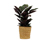 Zimmerpflanze »Calathea Makoyana« im 17-cm-Topf