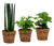 3 Zimmerpflanzen: Marante »Calathea Ortifolia«, Monstera »Monkey Leaf« und Bogenhanf »Sansevieria Cylindrica« – jeweils in 12-cm-Töpfen
