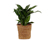 Zimmerpflanze »Aglaonema Stripes«, im 17-cm-Topf 