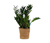 Zimmerpflanze Zamioculcas »Glücksfeder« im 17-cm-Topf