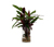 Water Plant »Calathea Rufibarba«