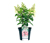 Rispenhortensie »Pinky Winky«